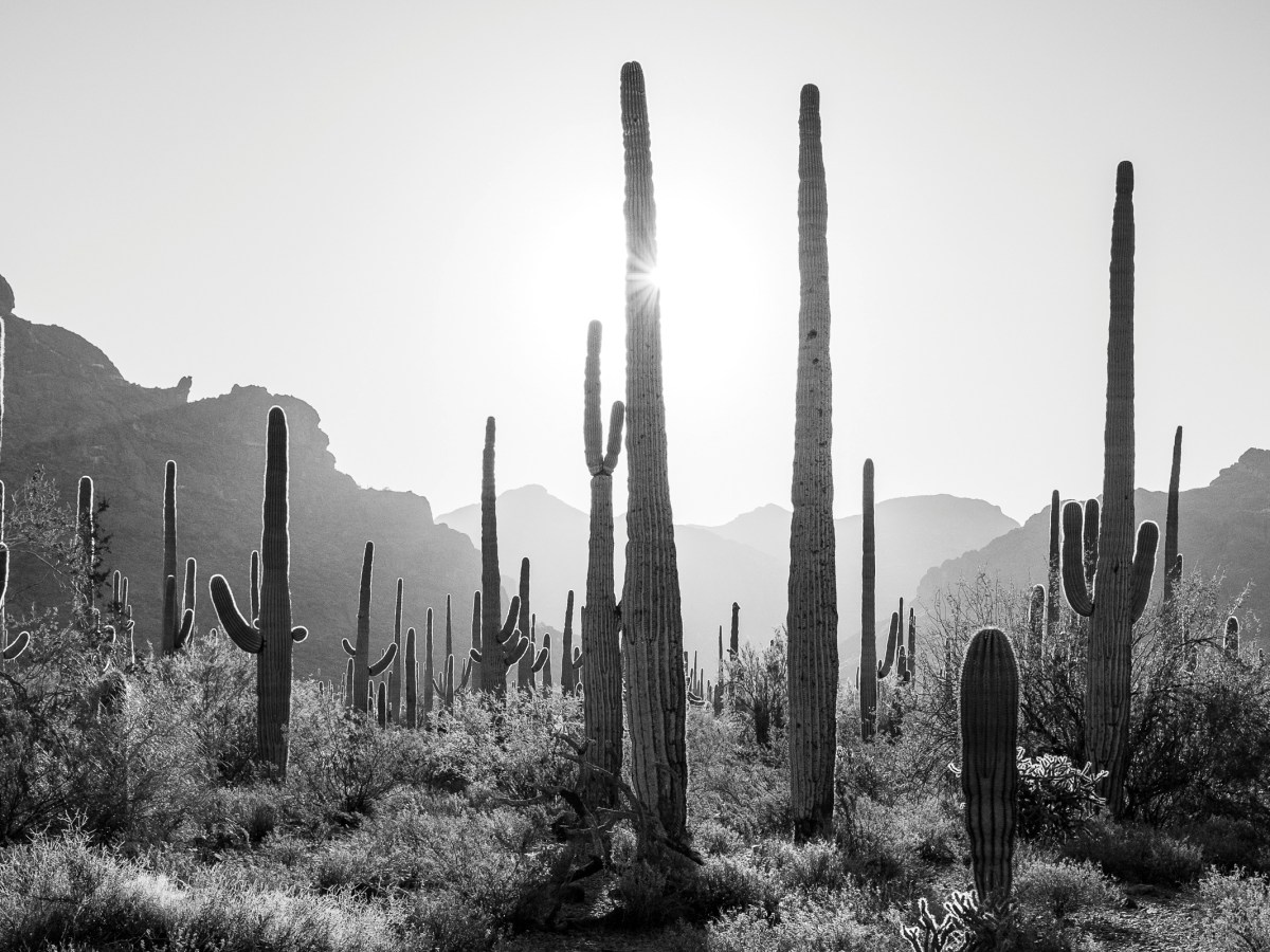 The early morning sun shines through the Sonoran Desert landscape near the U.S.-Mexico border in southern Arizona. According to the International Organization for Migration, the U.S.- Mexico border is the deadliest land route for migrants in the world.