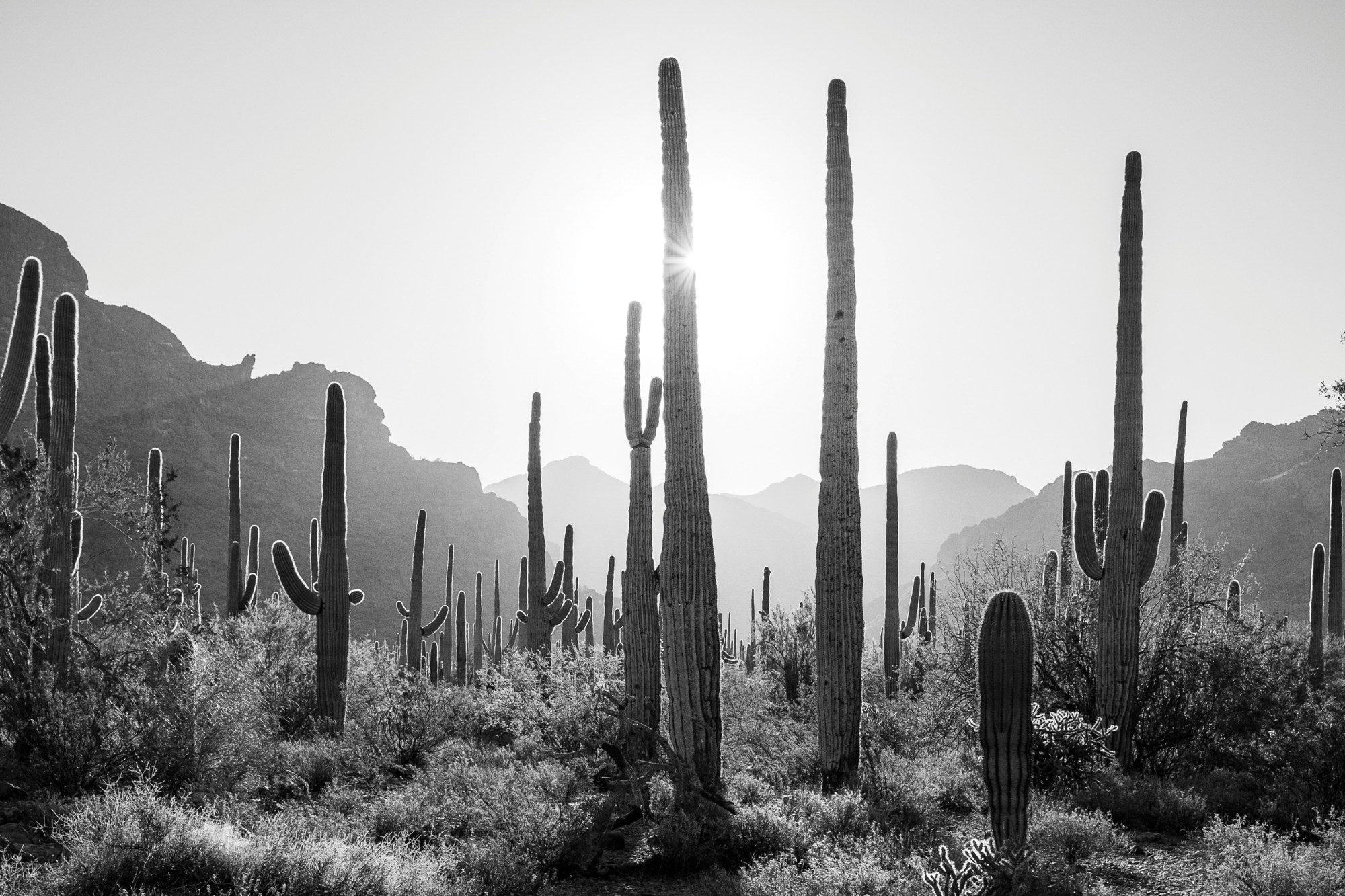 The early morning sun shines through the Sonoran Desert landscape near the U.S.-Mexico border in southern Arizona. According to the International Organization for Migration, the U.S.- Mexico border is the deadliest land route for migrants in the world.