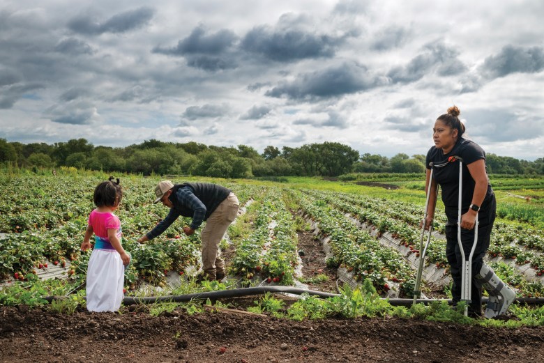 José picks strawberries in a field at Picoso Farm in Gilroy, California, as Nancy Nuñez and their 2-year-old daughter look on.