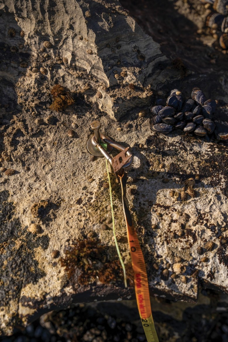 A tape measure is used to identify the plots where researchers translocated the black abalone.