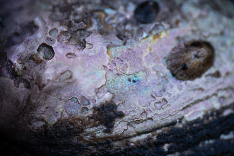 Black abalone is characterized by a blackish-blue exterior (pictured) and an iridescent pink-and-green interior.