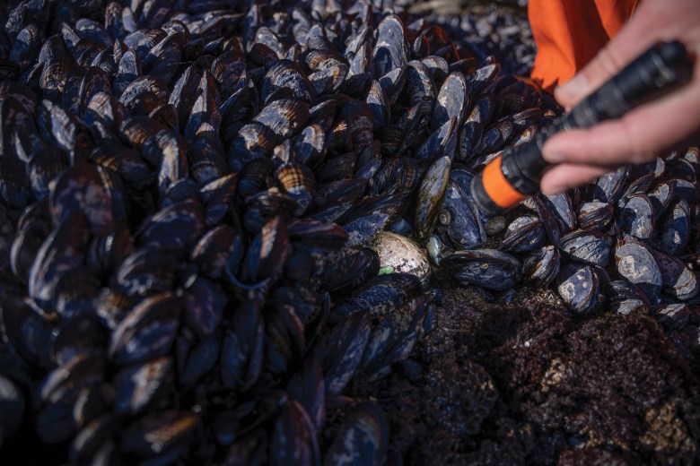 A researcher spots a black abalone with a green marker on its shell among a bed of mussels.