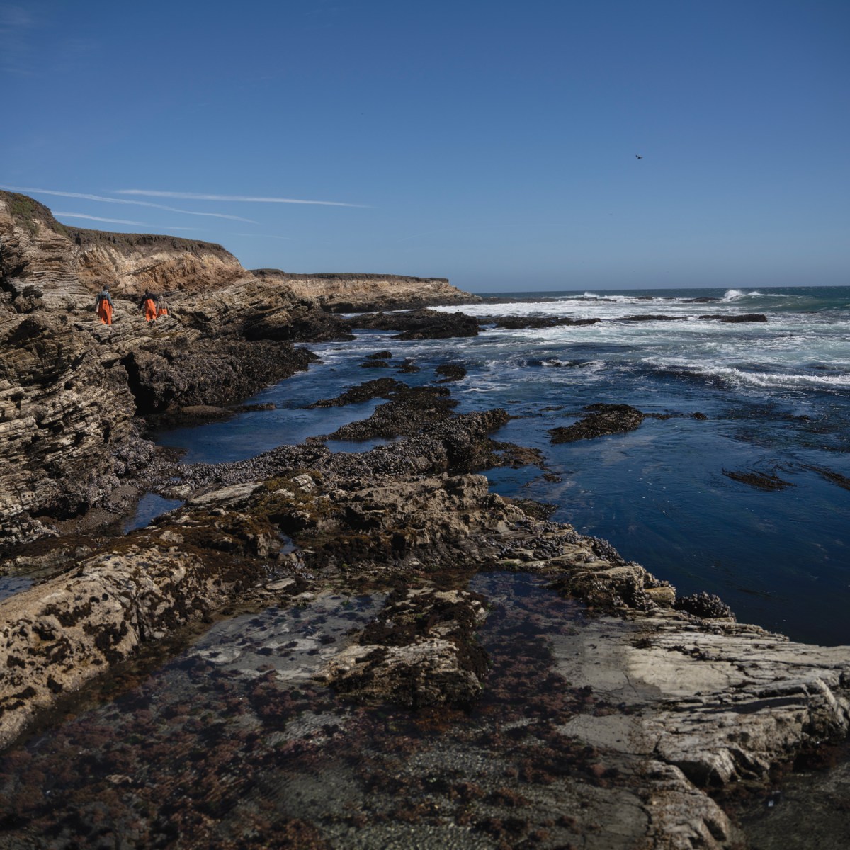 Bringing black abalone back from the brink