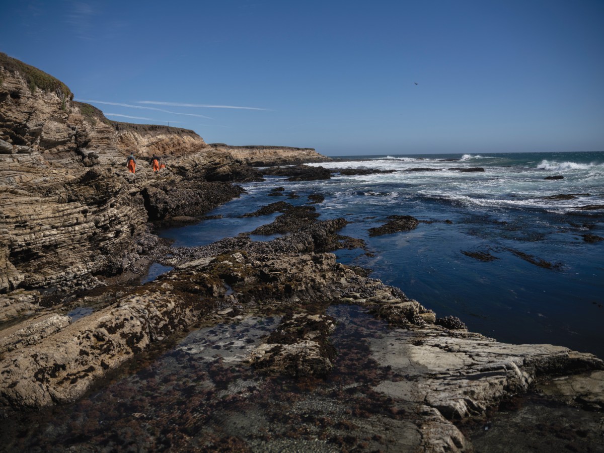 Researchers from the University of California, Santa Cruz and NOAA Fisheries search for black abalone along the Dangermond Preserve coastline in central California in October.