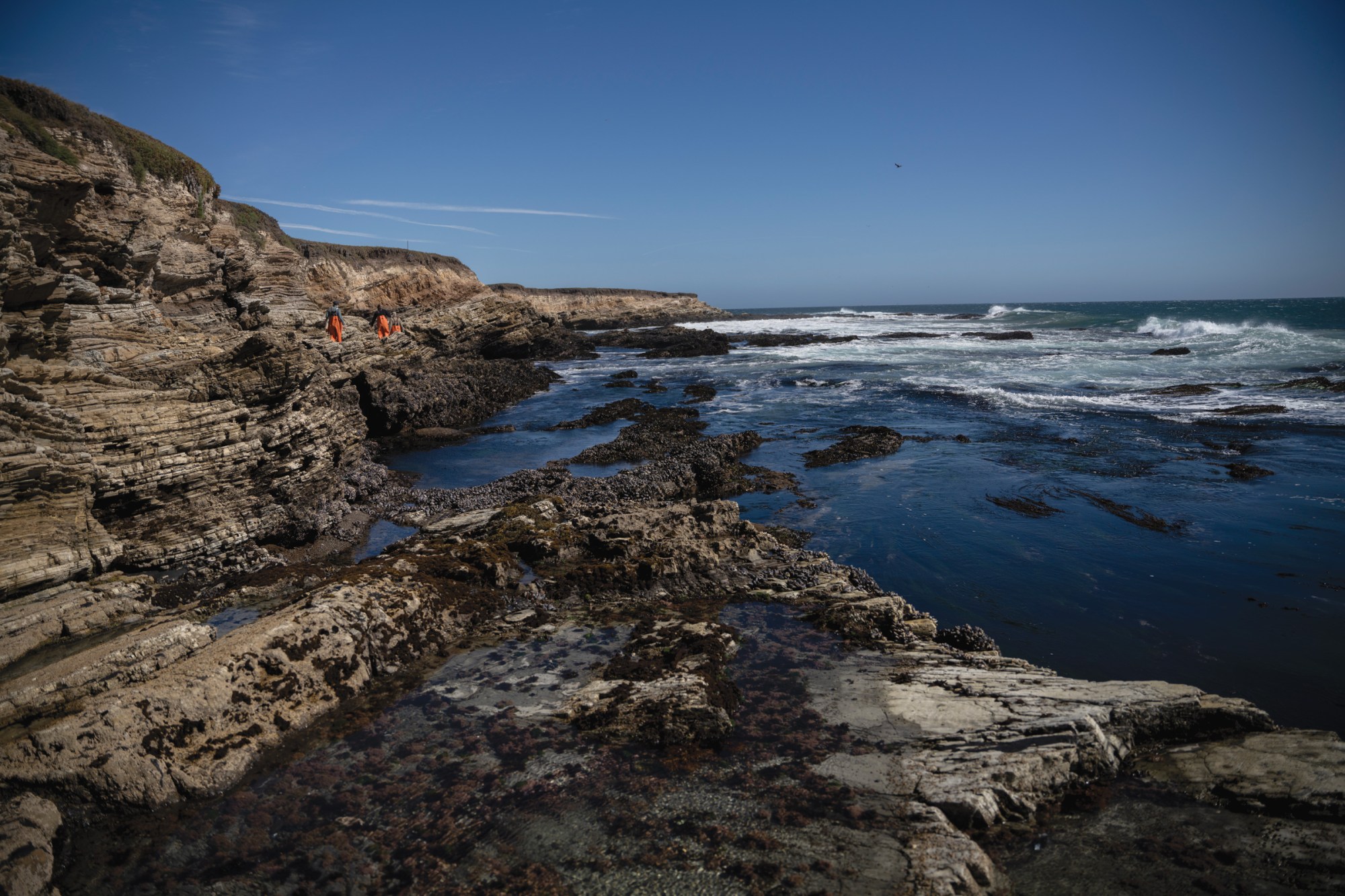 Researchers from the University of California, Santa Cruz and NOAA Fisheries search for black abalone along the Dangermond Preserve coastline in central California in October.