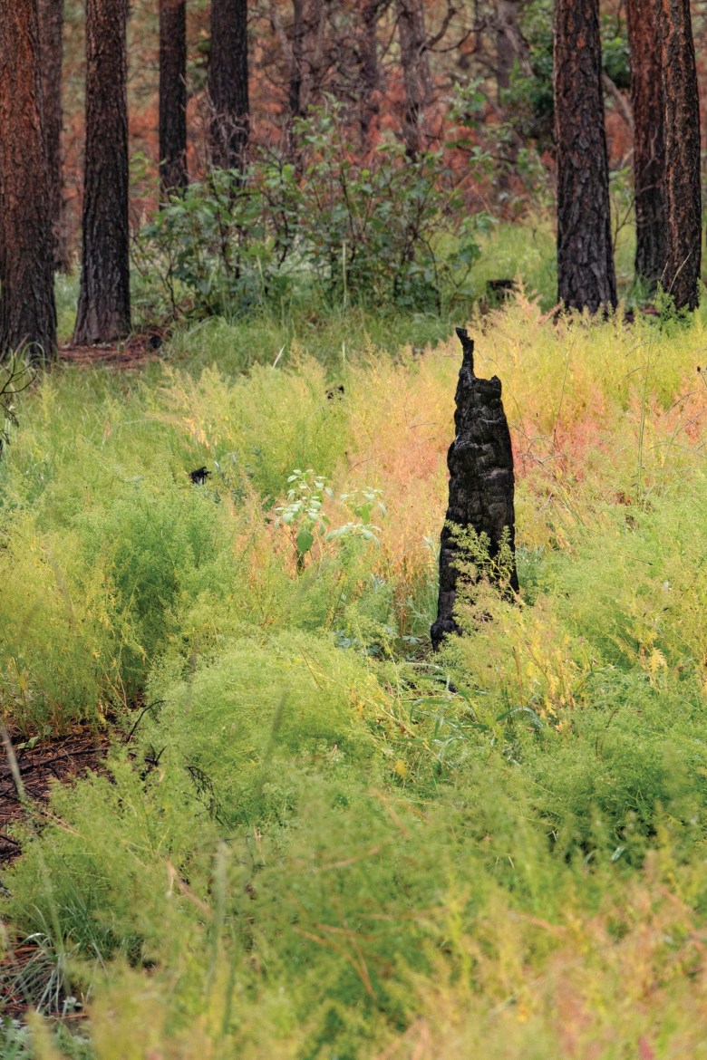 Regrowth begins in northern New Mexico following 2022’s Hermit’s Peak/Calf Canyon Fire.