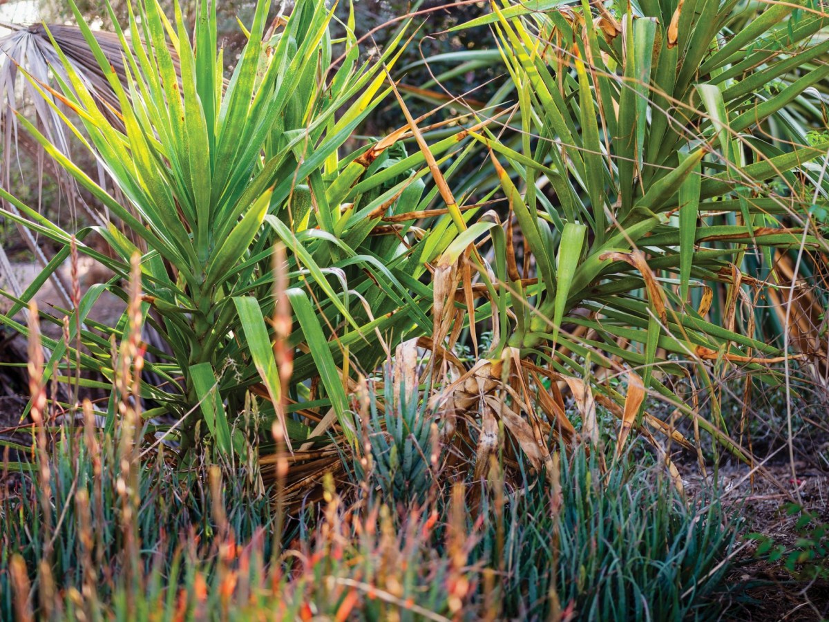 A garden with native plants in Tucson, Arizona.