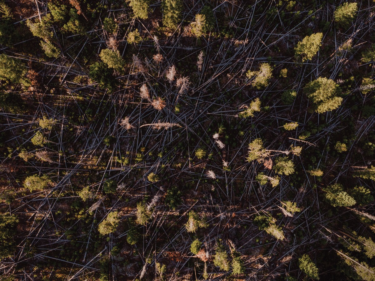 Dead trees line the forest floor around Basin Creek Reservoir in Butte, Montana.