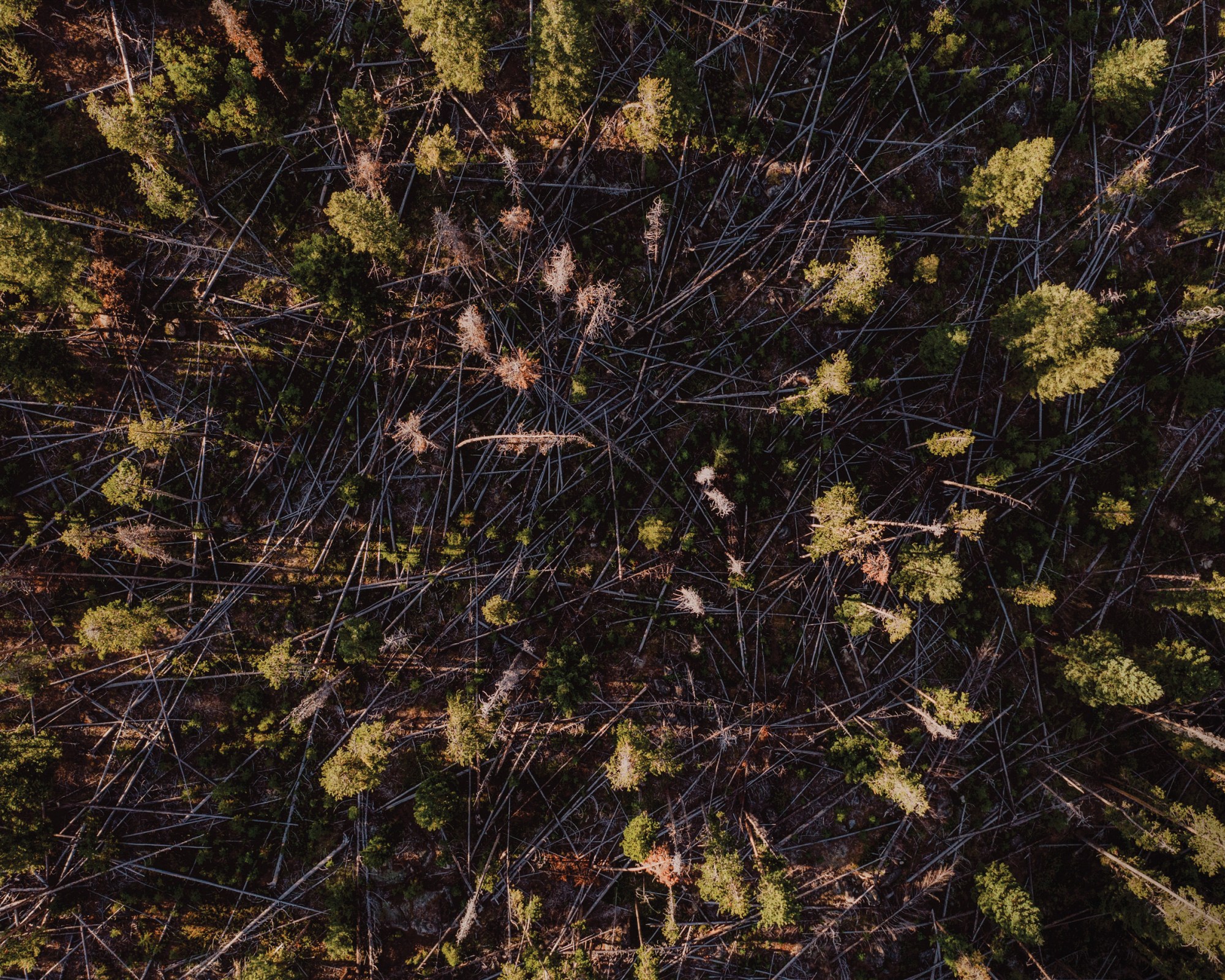 Dead trees line the forest floor around Basin Creek Reservoir in Butte, Montana.