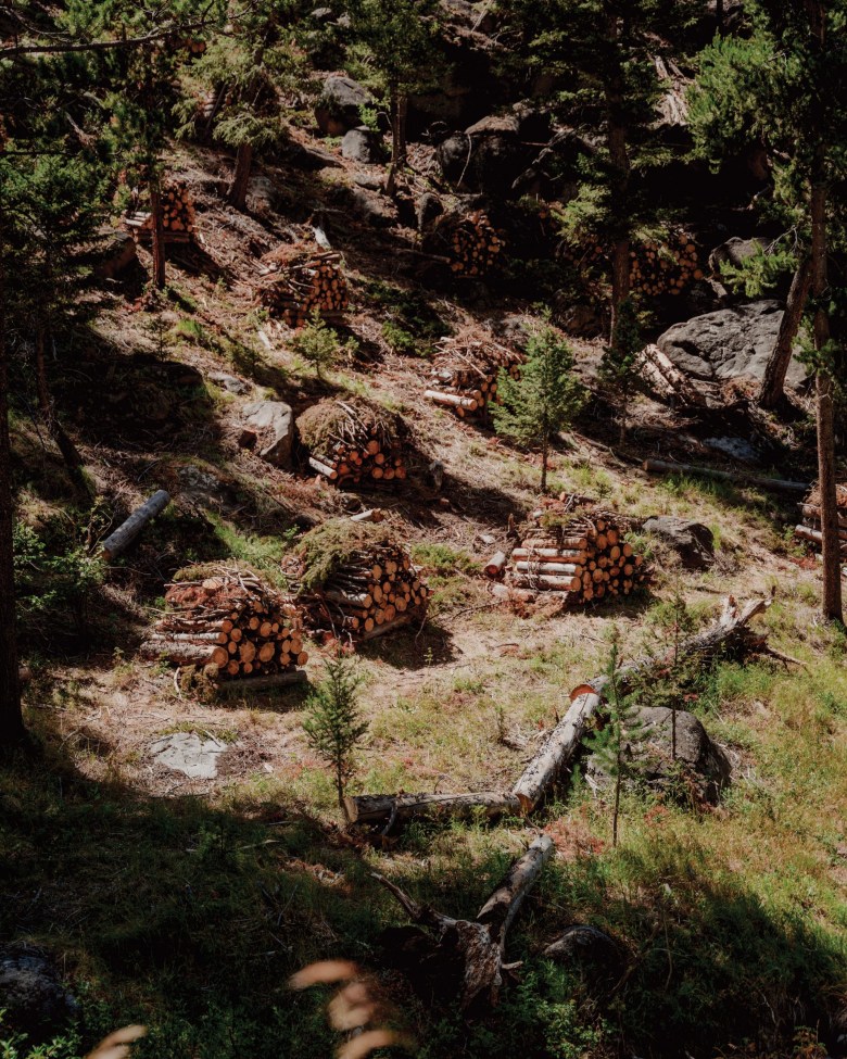 Piles of dead trees wait to be burned during the cooler winter months.