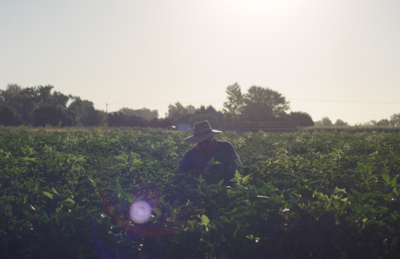 A worker at a Pueblo chile field near Pueblo, Colorado.