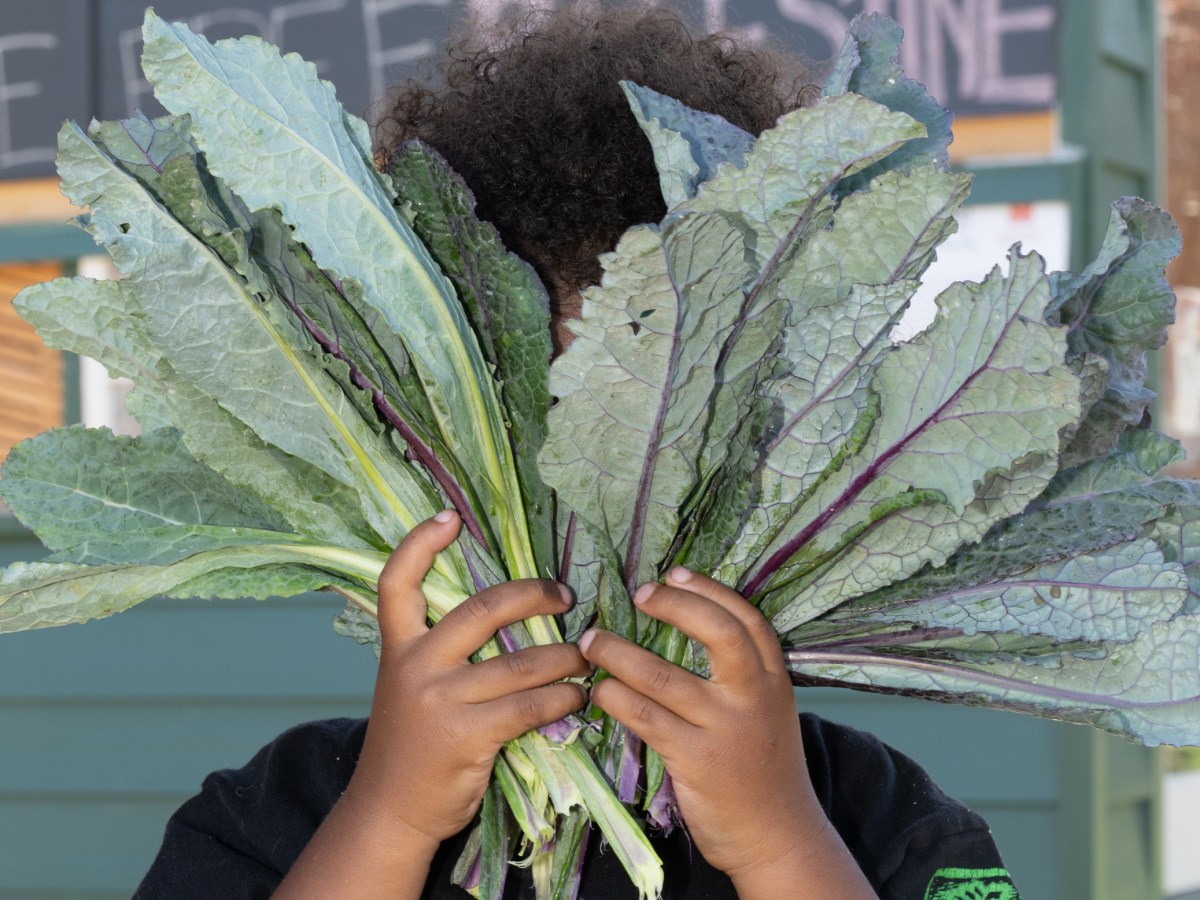 The child of a Black Star Farmer coalition member holds kale that they harvested.