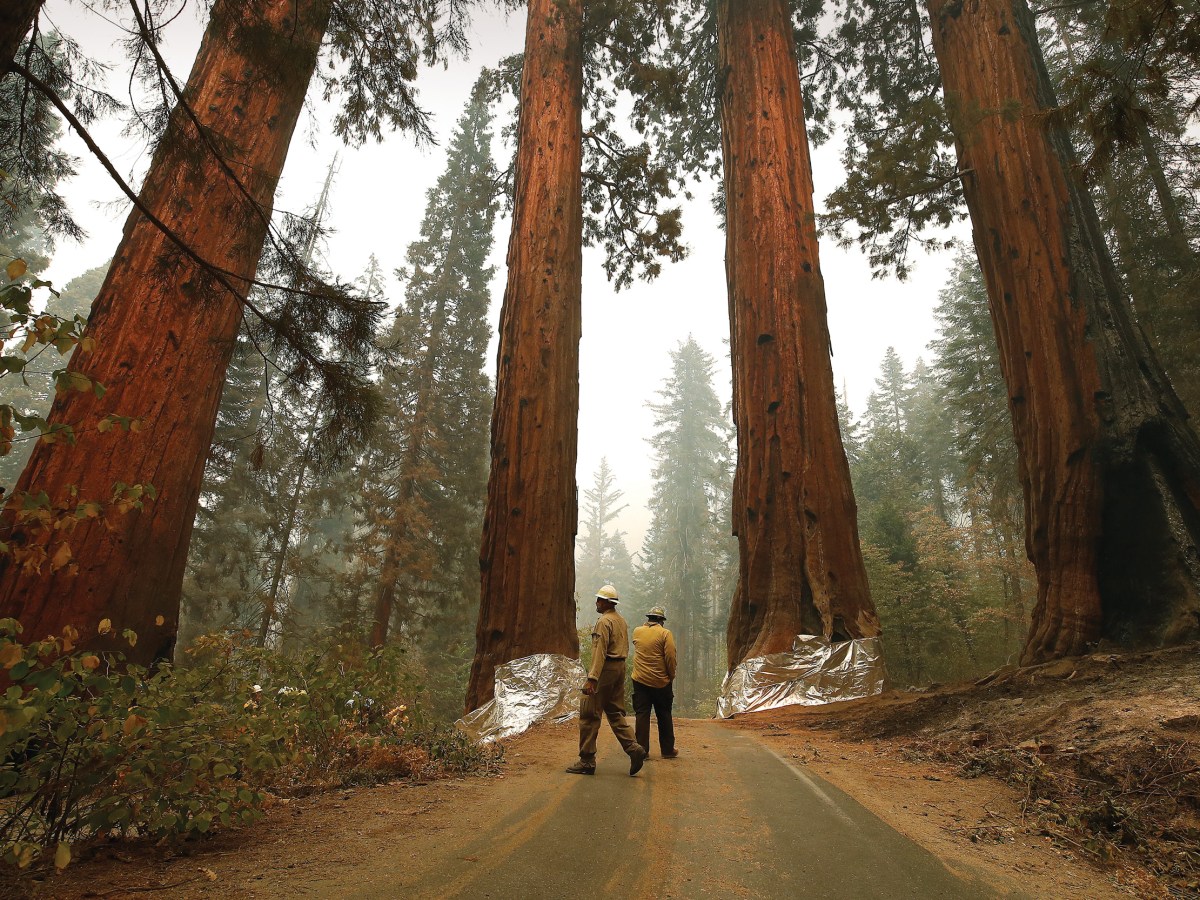 At Sequoia National Park in California, U.S. Fish and Wildlife Service employees cover trees in structure wrap to protect them from fires in late September, 2021.