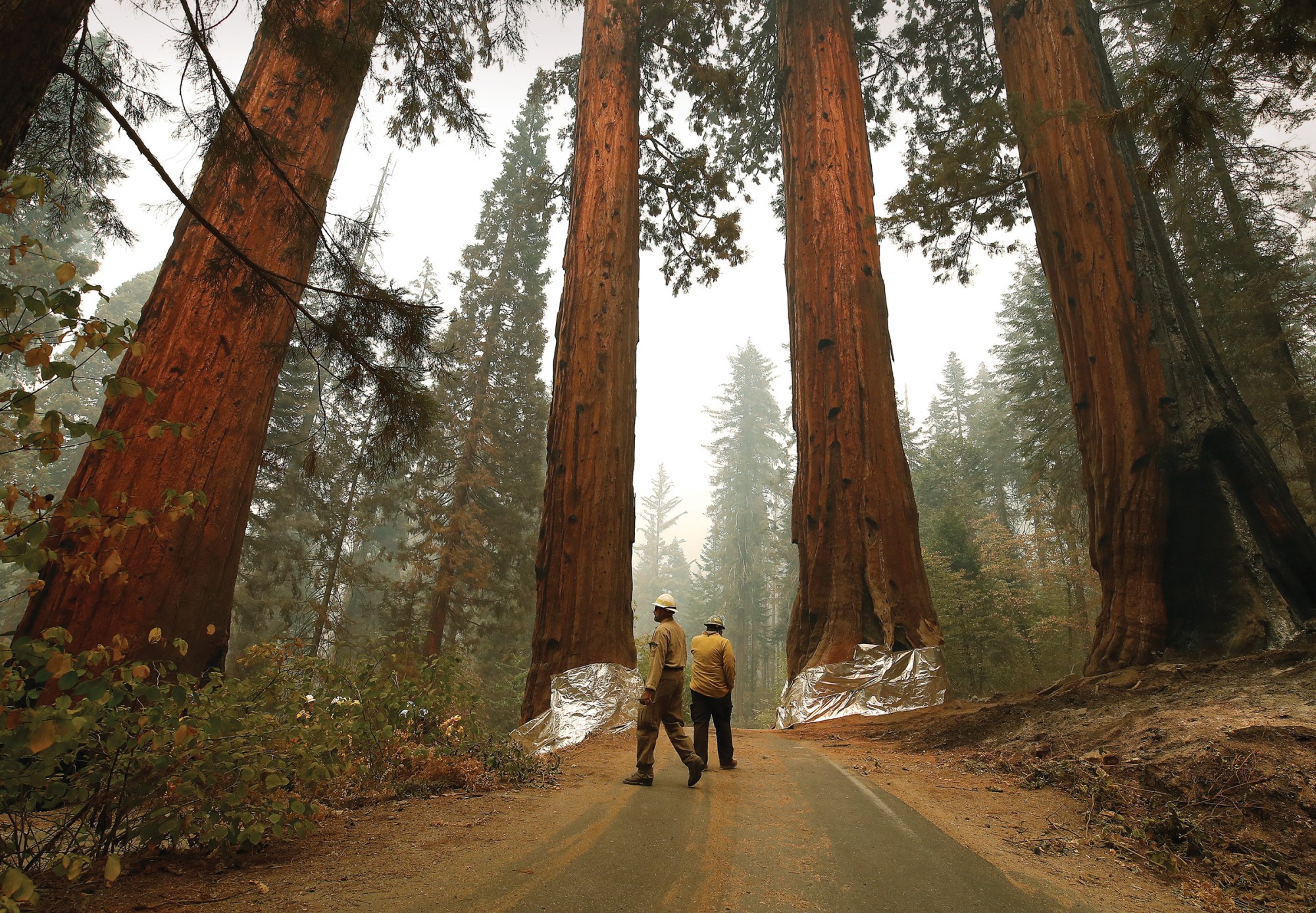 At Sequoia National Park in California, U.S. Fish and Wildlife Service employees cover trees in structure wrap to protect them from fires in late September, 2021.