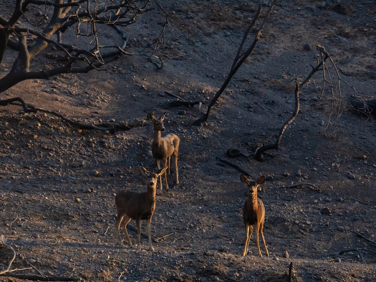 A family of deer gather around burned trees from the Palisades Fire at Will Rogers State Park on January 9, 2025 in the Pacific Palisades neighborhood of Los Angeles, California.