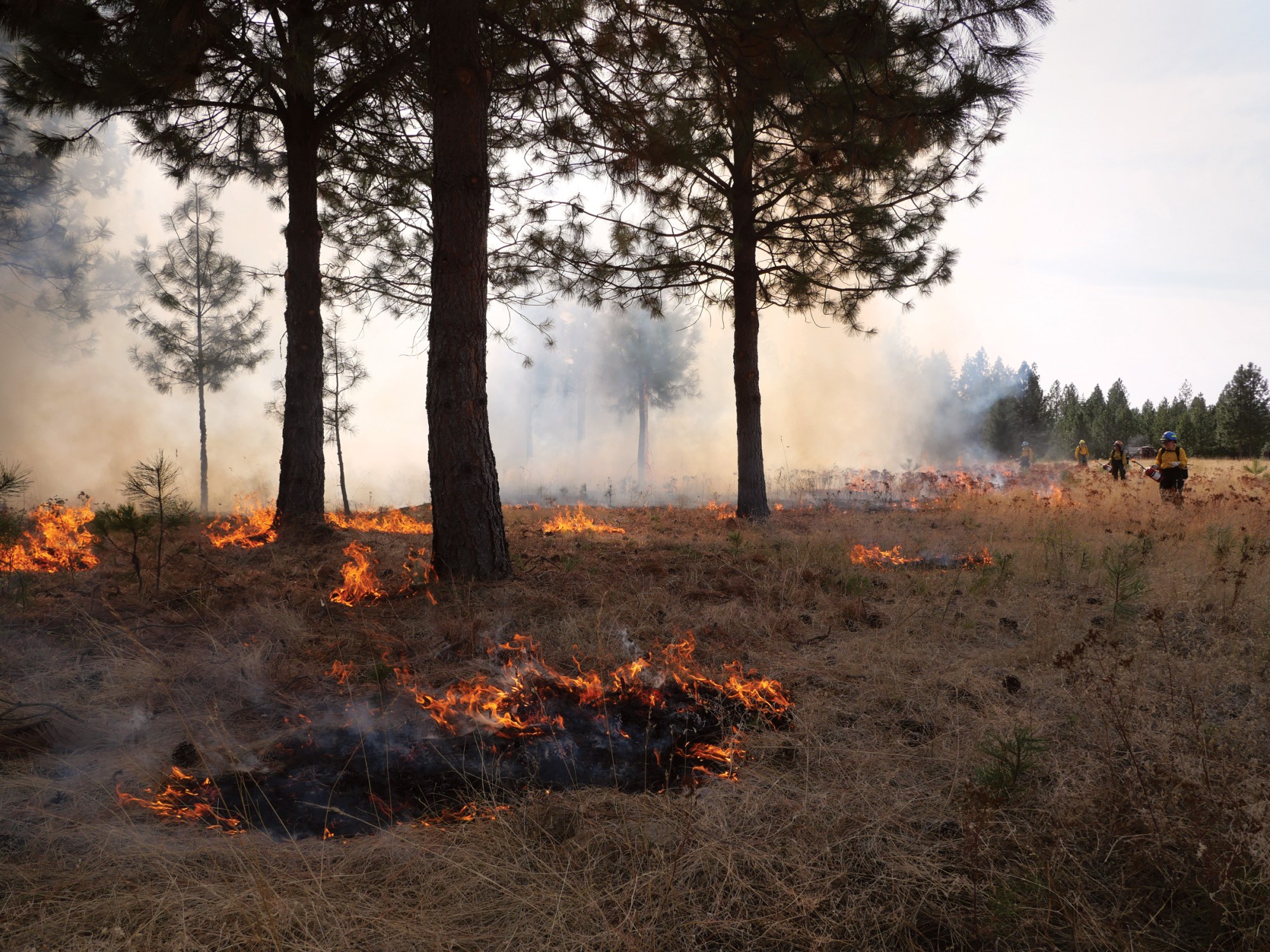 Small patches of fire slowly merge during a prescribed burn in northeastern Washington.