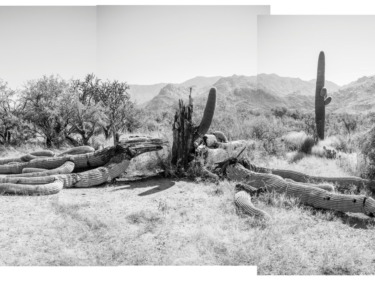 The “Grandpa” saguaro at Catalina State Park in Tucson, Arizona, in 2022.