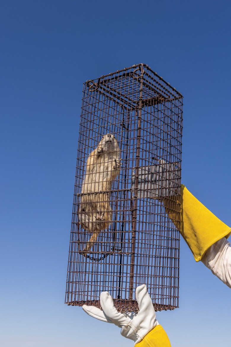 A Smithsonian Institution researcher inspects a prairie dog her team trapped at American Prairie, a nature reserve in north-central Montana.