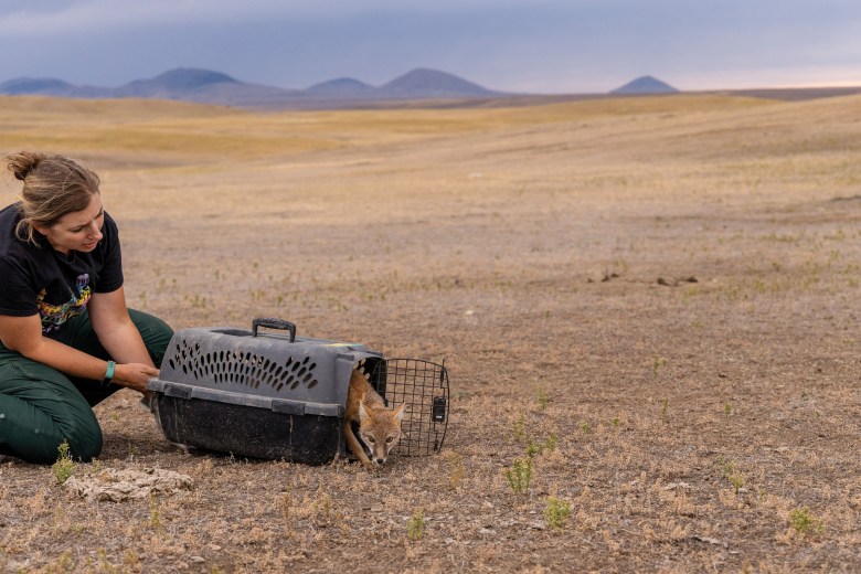 Jessica Alexander, wildlife biologist with the Smithsonian Institution, releases a swift fox into the wild on the Fort Belknap Indian Reservation.