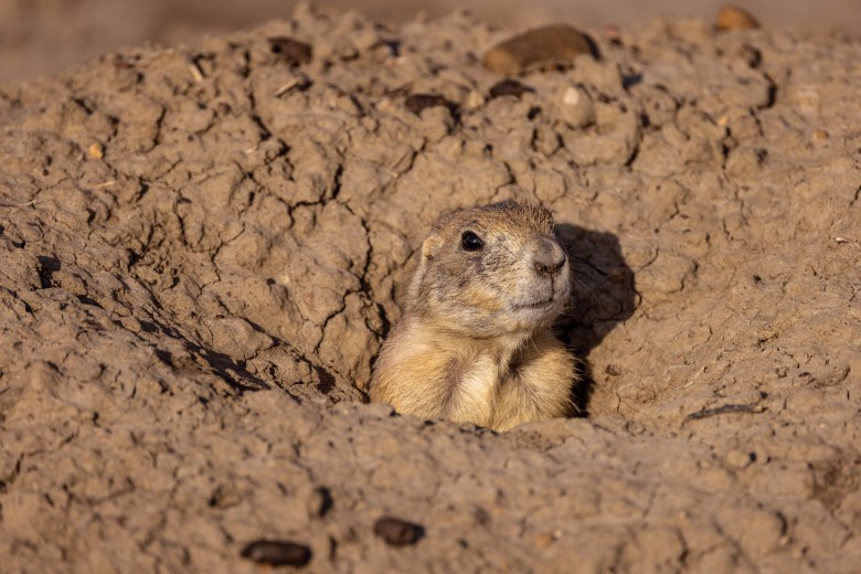 Prairie dogs emerge from their burrows at American Prairie.