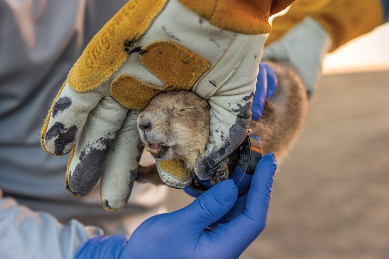 A prairie dog is collared by Smithsonian Institution scientists at American Prairie.