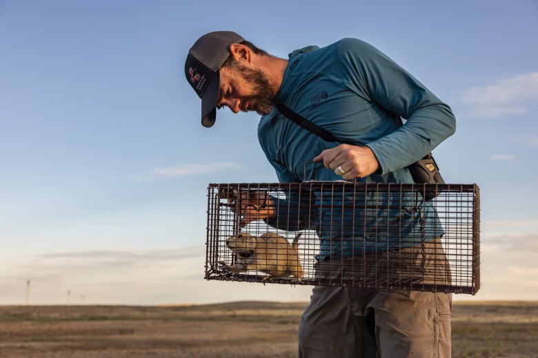 Jesse Boulerice, research ecologist with the Smithsonian Institution, inspects a prairie dog his team trapped at American Prairie in Montana. The researchers aim to better understand prairie dog movements.