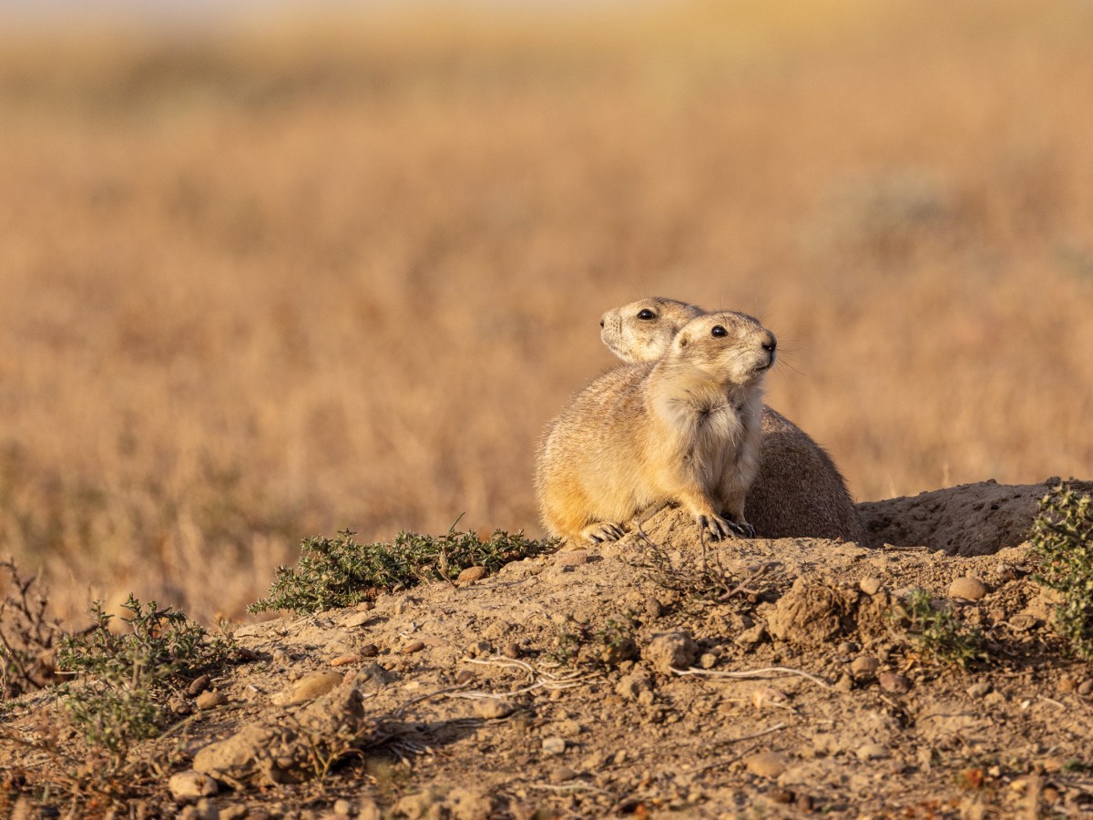 Prairie dogs emerge from their burrow in a colony on American Prairie in Montana. Prairie dogs, once one of the most abundant animals on the prairie, now occupy 2% of their historic range.