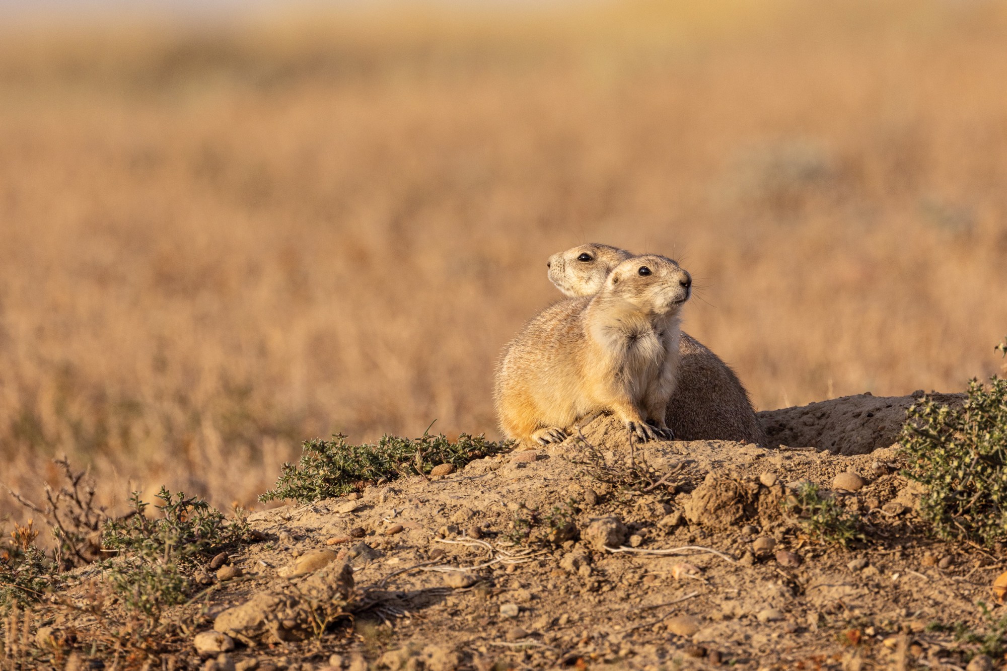 Prairie dogs emerge from their burrow in a colony on American Prairie in Montana. Prairie dogs, once one of the most abundant animals on the prairie, now occupy 2% of their historic range.