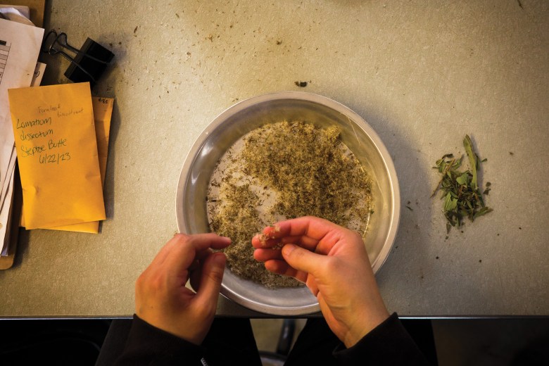 A member of the Phoenix Conservancy looks through native seed samples at a greenhouse in eastern Washington.