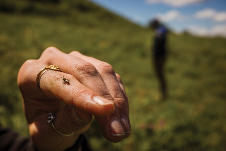 Washington’s Steptoe Butte State Park is a refuge for native plant species and the insects they attract.