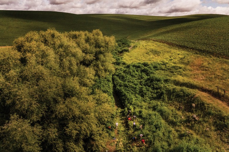 The Phoenix Conservancy works to restore and maintain pocket prairies between the fields of dryland-farmed grain in the Palouse Prairie of eastern Washington.