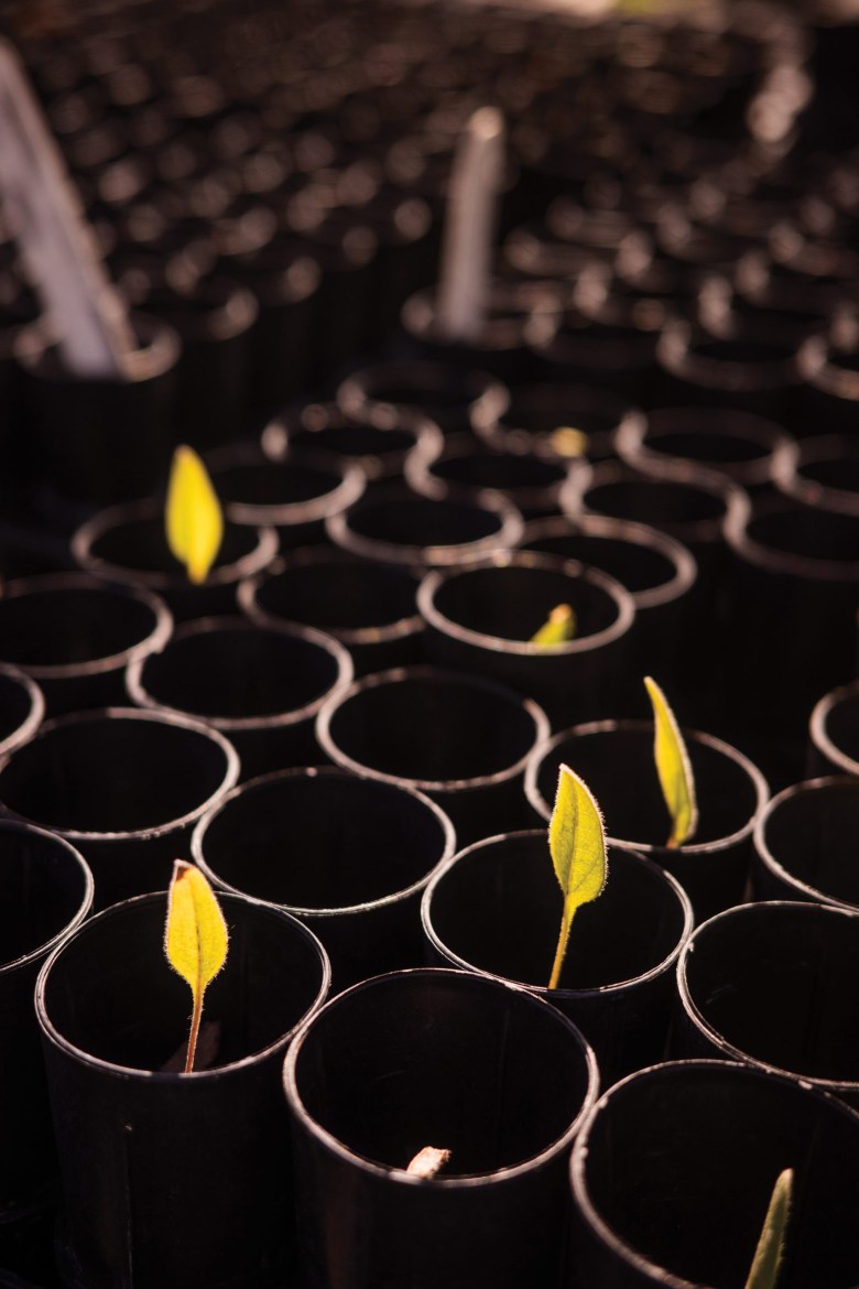 Native plant seed starts grow at a Washington State University greenhouse in Pullman.