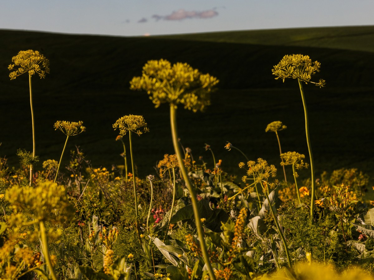 Western Yarrow, or Achillea millefolium, growing on a pocket prairie near Pullman, Washington.