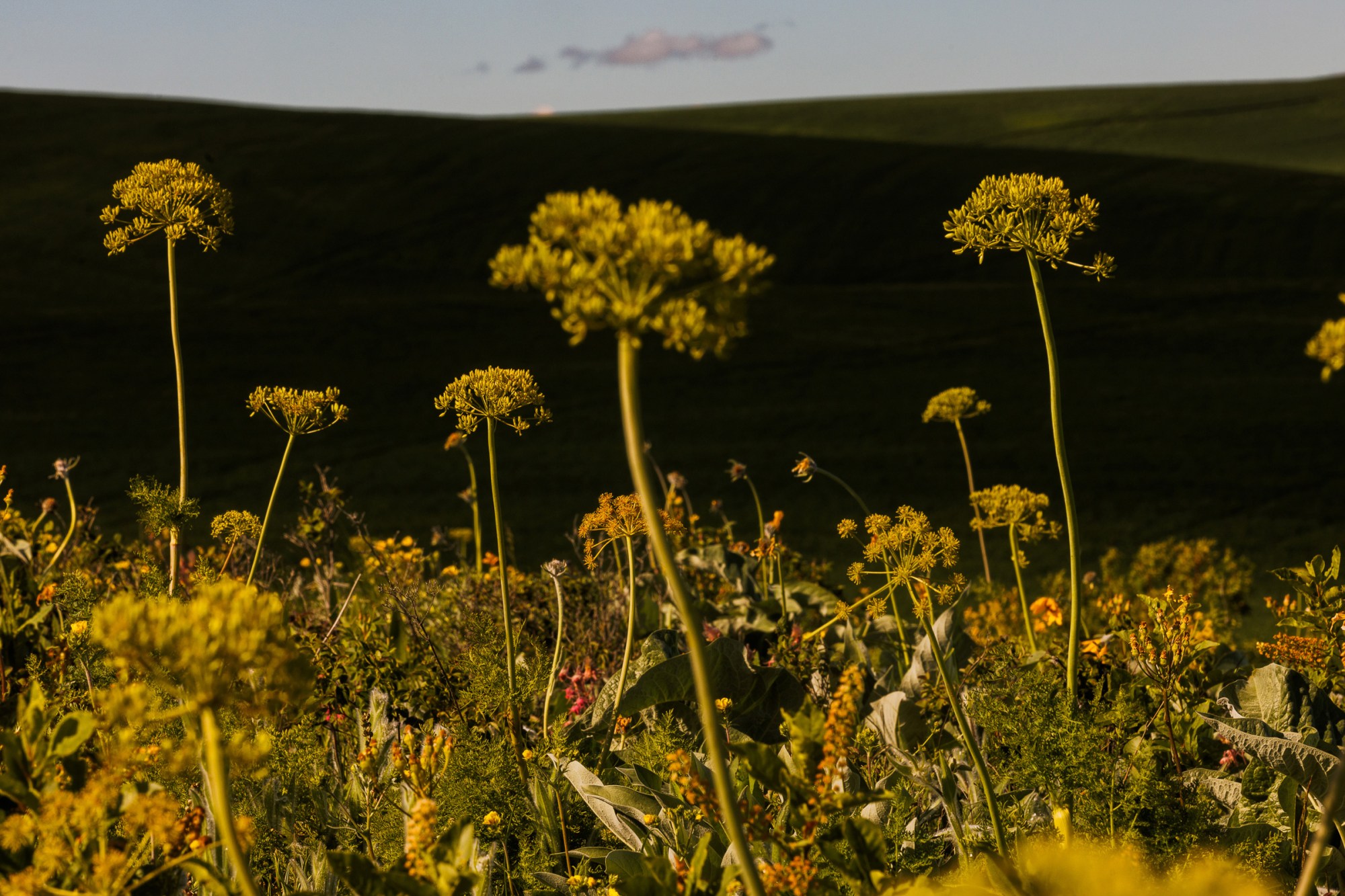 Western Yarrow, or Achillea millefolium, growing on a pocket prairie near Pullman, Washington.