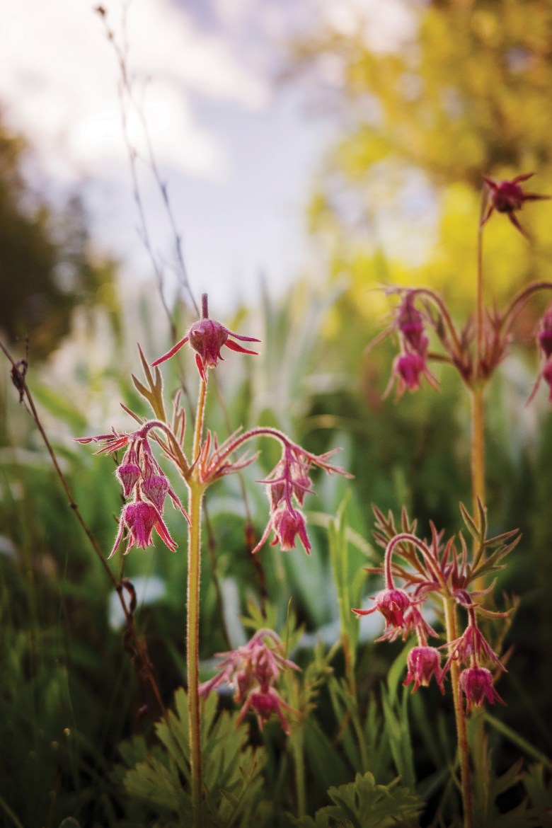 Prairie smoke, Geum triflorum, grows in a prairie remnant in a cemetery near Pullman, Washington.