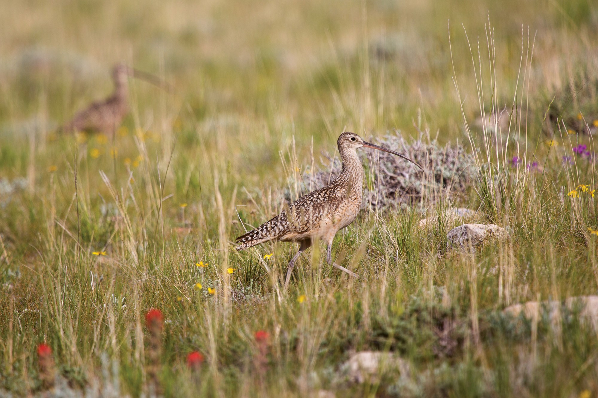 A long-billed curlew in the grasslands near Hogan Reservoir in Park County, Wyoming, about 30 miles north of Cody.