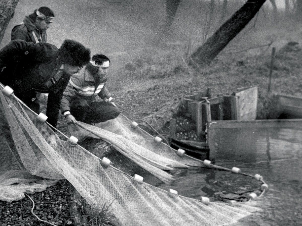 The Puyallup Tribe’s fish hatchery employees release young trout into a tributary of the Puyallup River.