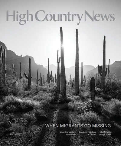 The early morning sun shines through the Sonoran Desert landscape near the U.S.-Mexico border in southern Arizona. According to the International Organization for Migration, the U.S.-Mexico border is the deadliest land route for migrants in the world.