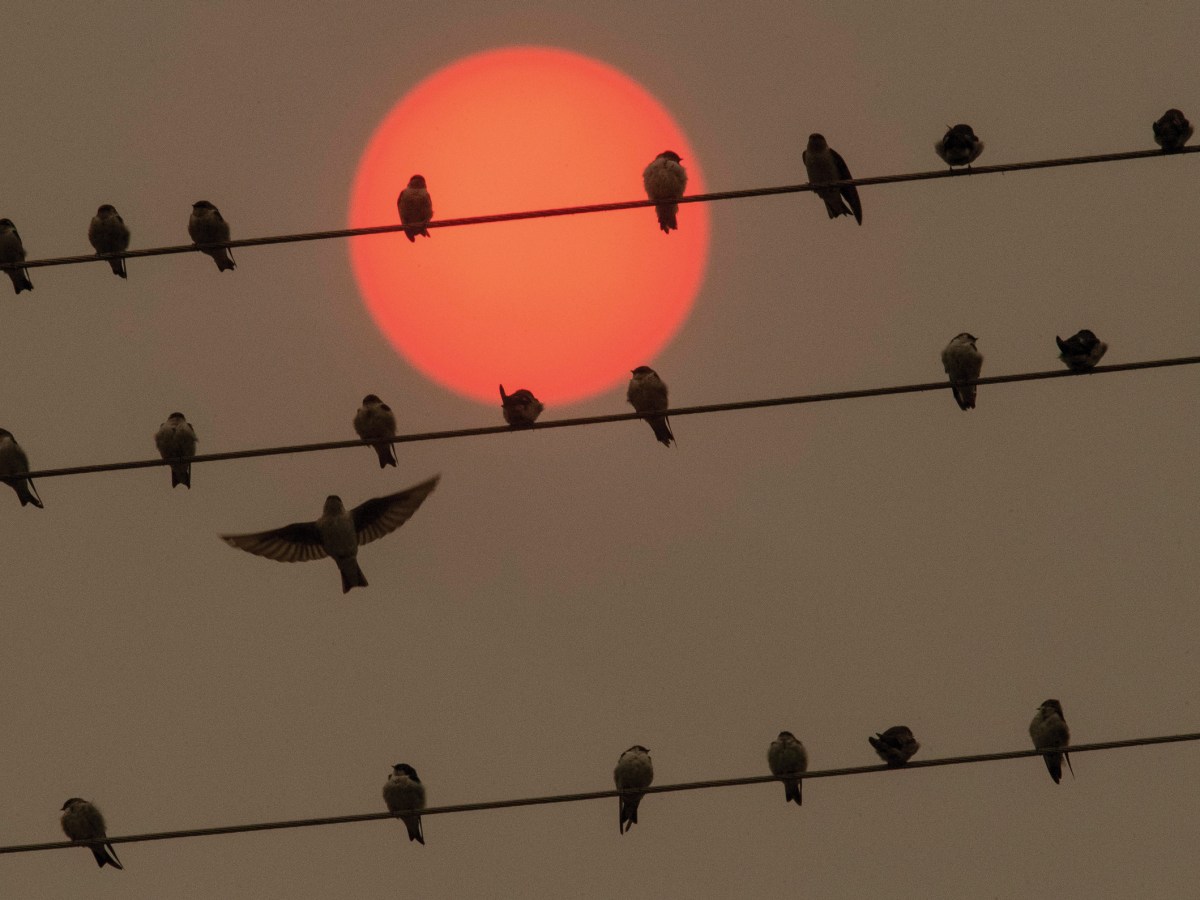 Swallows perch on utility wires over the Umpqua River near Elkton, Oregon, in 2020 as numerous wildfires burn across the state.