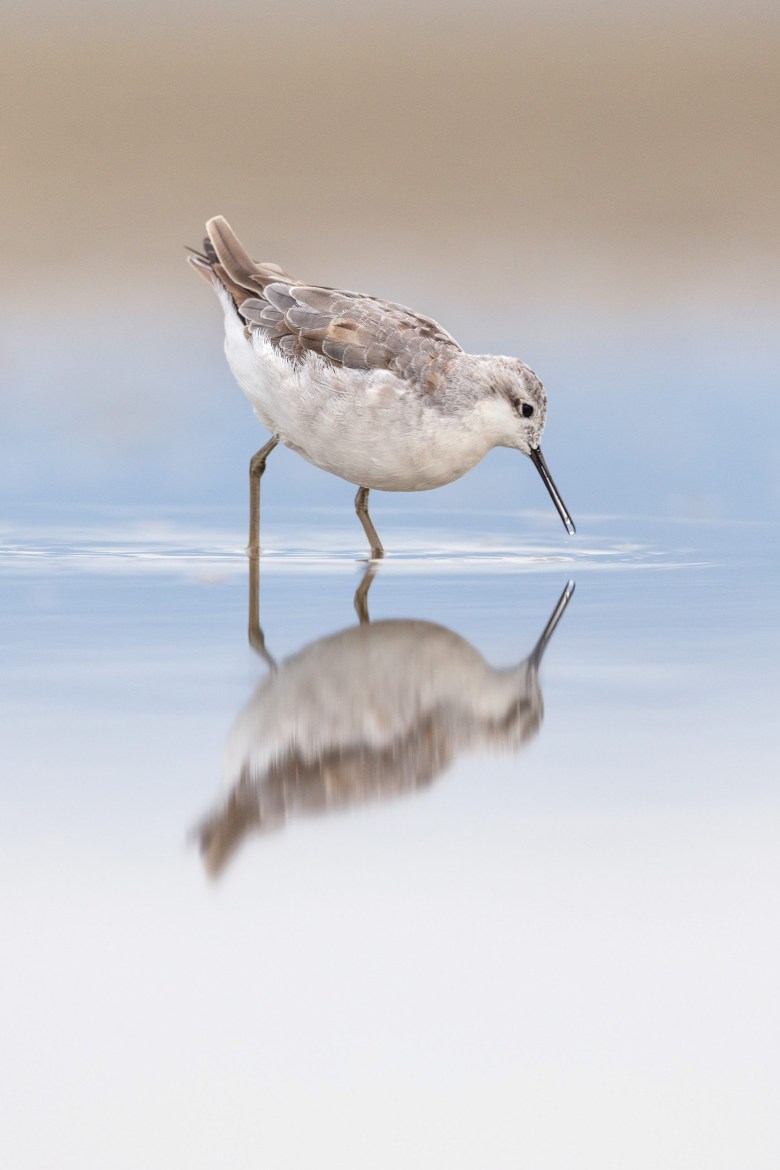 A Wilson’s phalarope forages in shallow water of Utah’s Great Salt Lake.