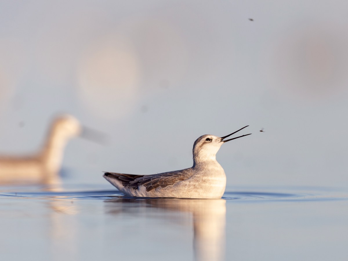 Wilson’s phalaropes eating brine flies at the Great Salt Lake.