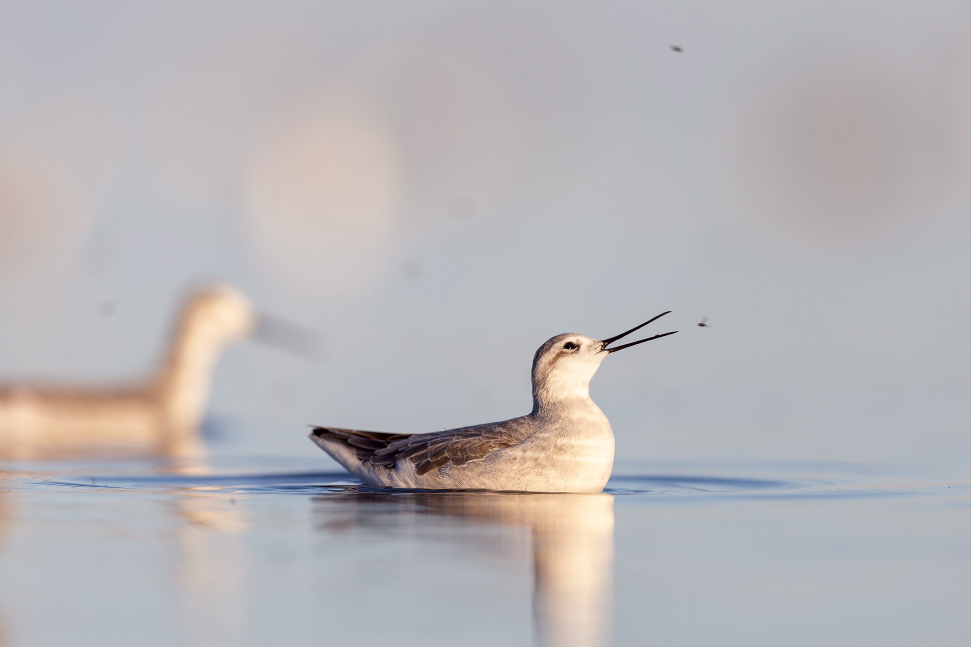 Wilson’s phalaropes eating brine flies at the Great Salt Lake.