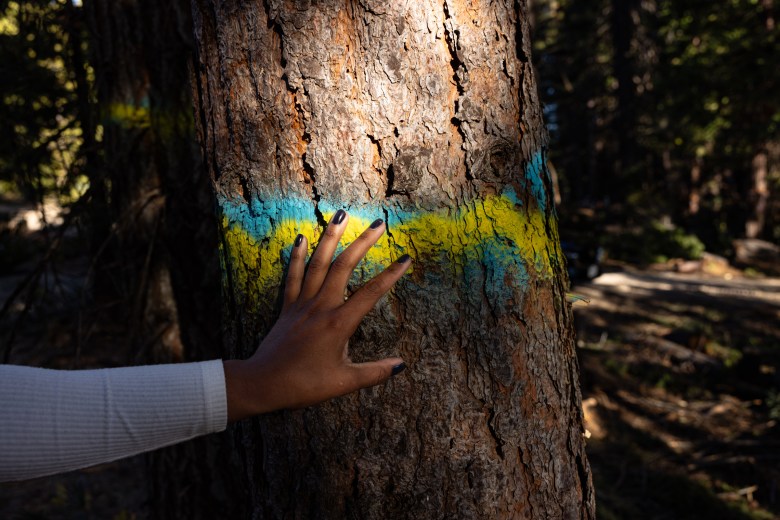 Jade Stevens shares the vision for the future while sharing which healthy trees will remain on the property.