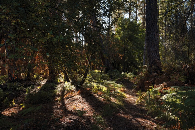 Nisenan ancestral land in the hills of Nevada City, California, is part of the 232 acres recently purchased and rematriated by the California Heritage Indigenous Research Project and the Nevada City Rancheria Nisenan Tribe.